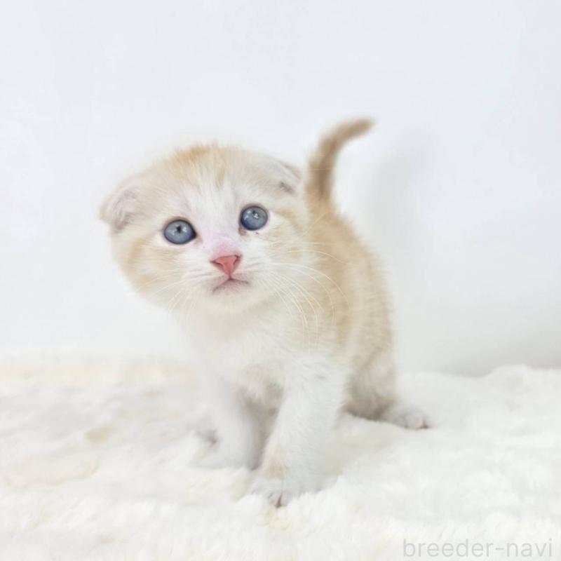 販売中の茨城県のマンチカン-127302の5枚目