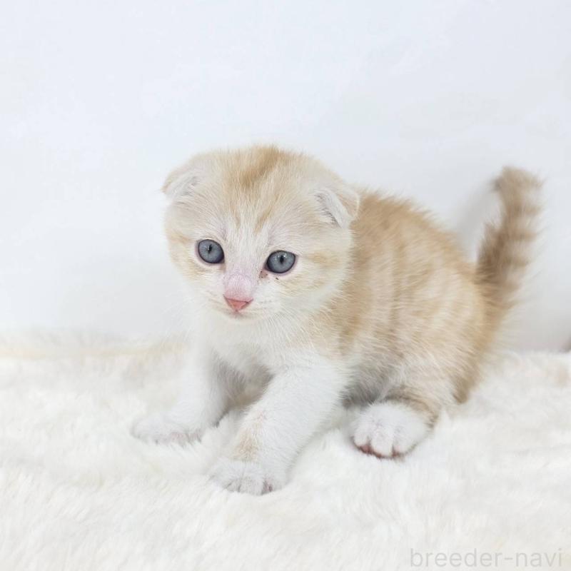 販売中の茨城県のマンチカン-127302の3枚目