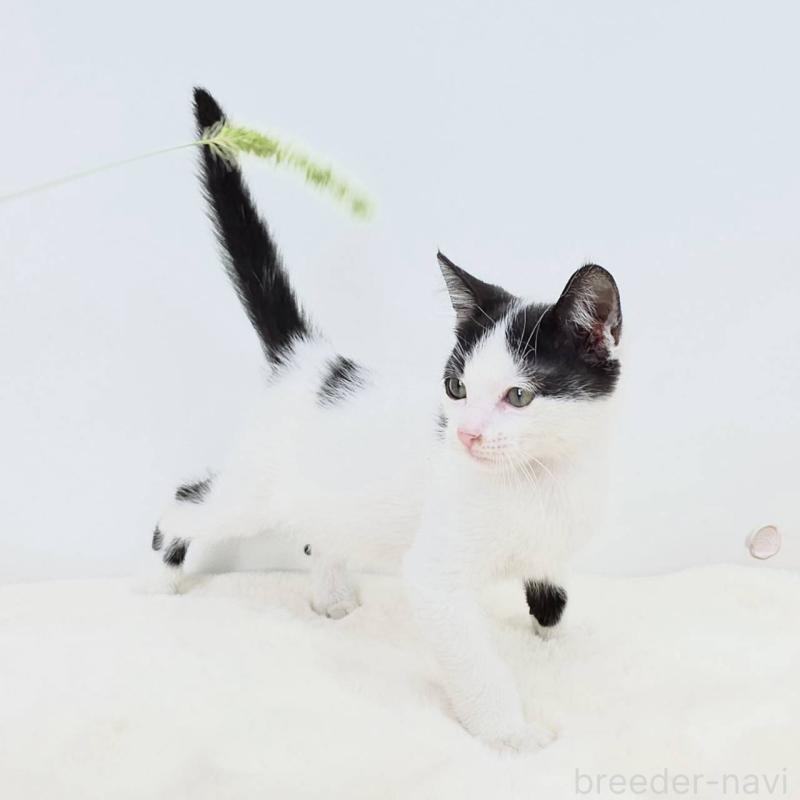 販売中の茨城県のマンチカン-127303の4枚目