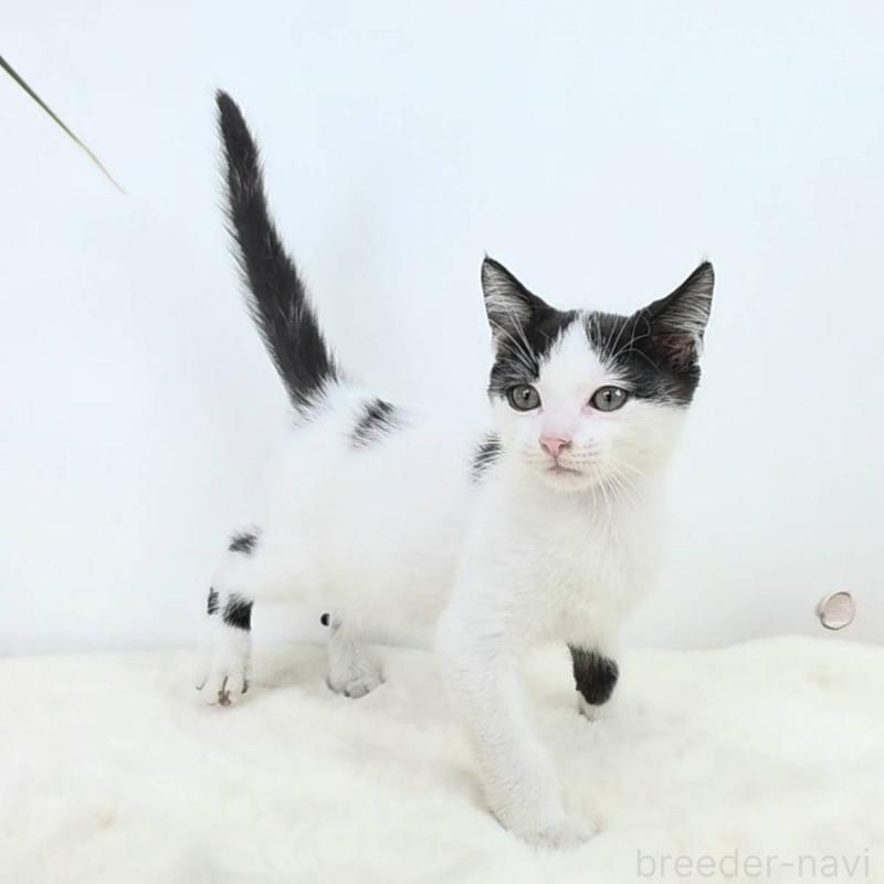 販売中の茨城県のマンチカン-127303
