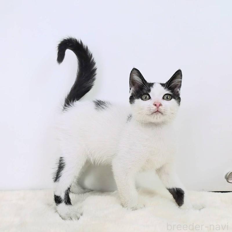 販売中の茨城県のマンチカン-127303の3枚目