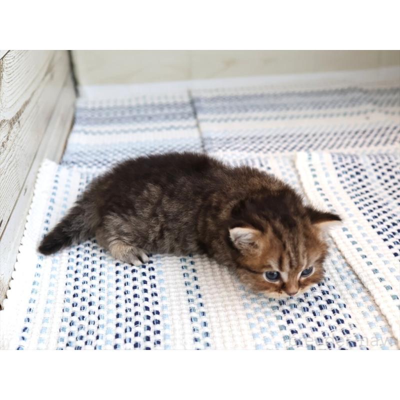販売中の愛知県のブリティッシュショートヘア-127308の11枚目