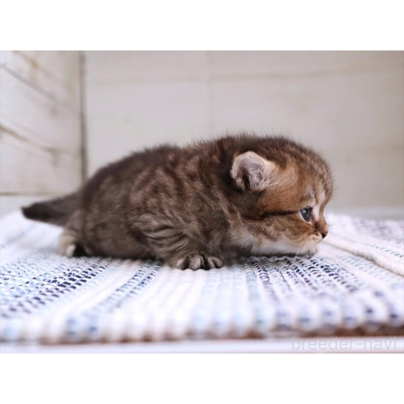販売中の愛知県のブリティッシュショートヘア-127308の10枚目