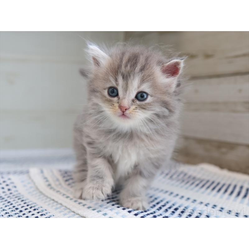 成約済の愛知県のサイベリアン-126343の10枚目