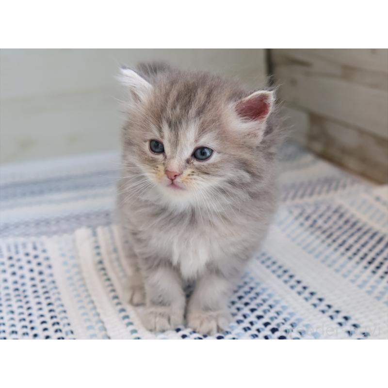 成約済の愛知県のサイベリアン-126343の9枚目