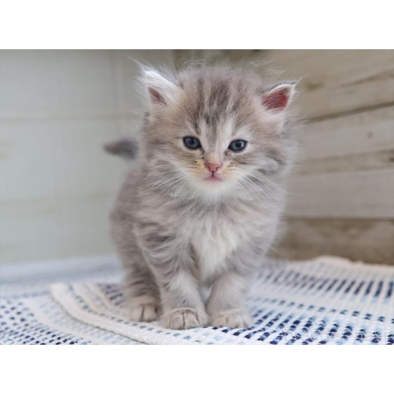 成約済の愛知県のサイベリアン-126343の8枚目