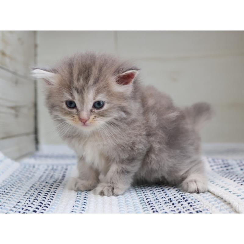 成約済の愛知県のサイベリアン-126343の7枚目