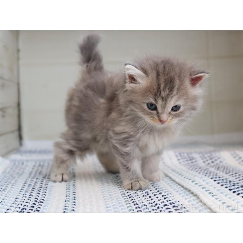 成約済の愛知県のサイベリアン-126343の4枚目