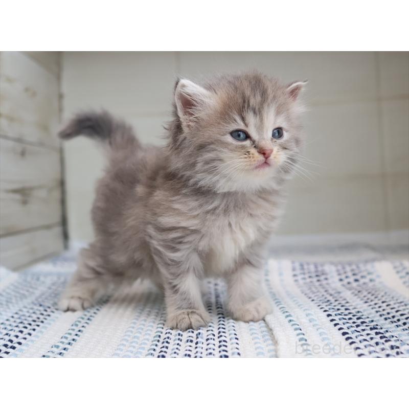 成約済の愛知県のサイベリアン-126343の3枚目