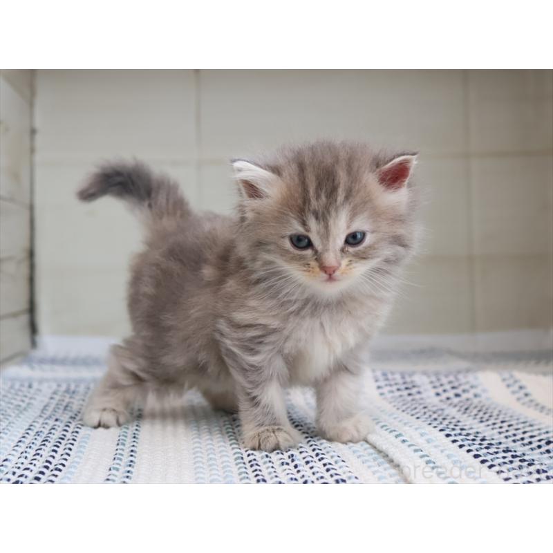 成約済の愛知県のサイベリアン-126343の2枚目