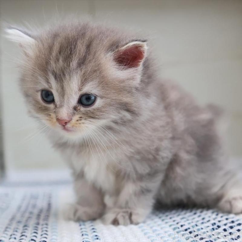 成約済の愛知県のサイベリアン-126343の1枚目