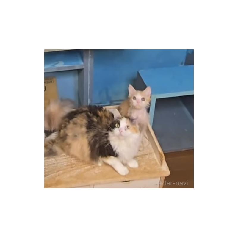 販売中の千葉県のラパーマ-120059の2枚目