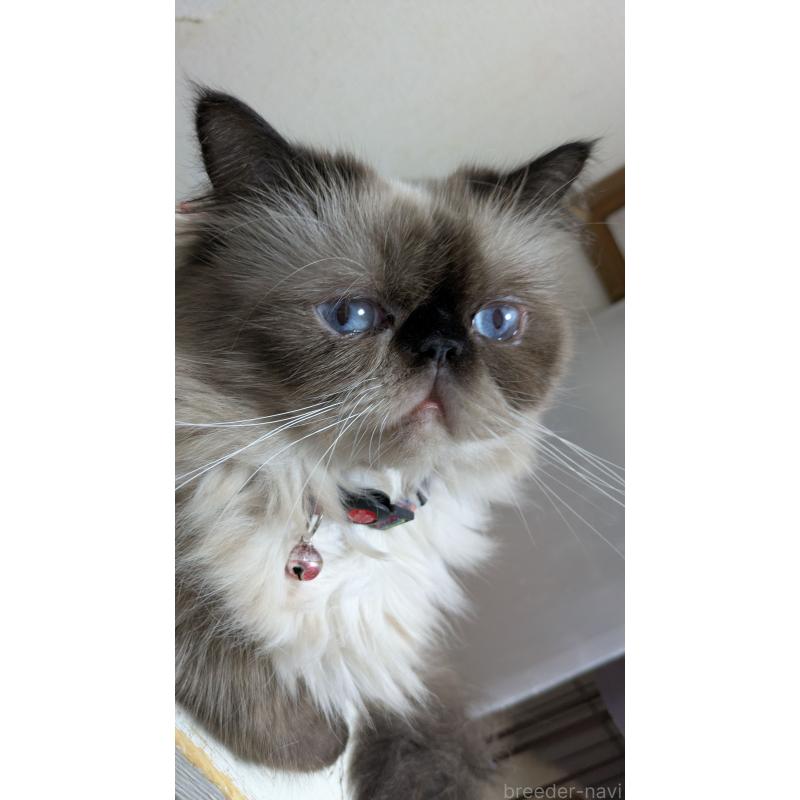 販売中の大阪府のヒマラヤン-91053の7枚目