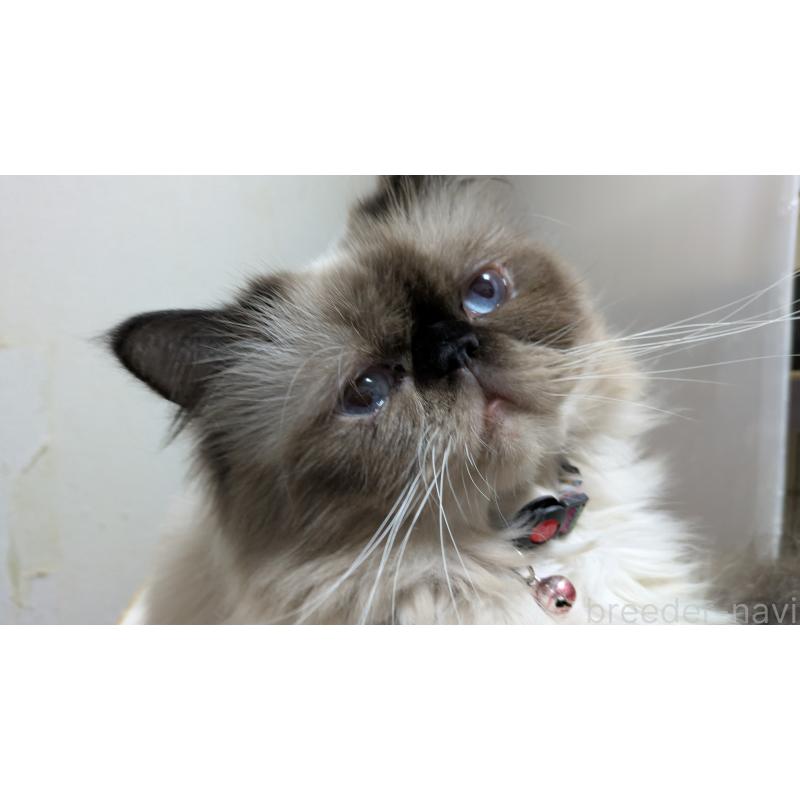 販売中の大阪府のヒマラヤン-91053の6枚目