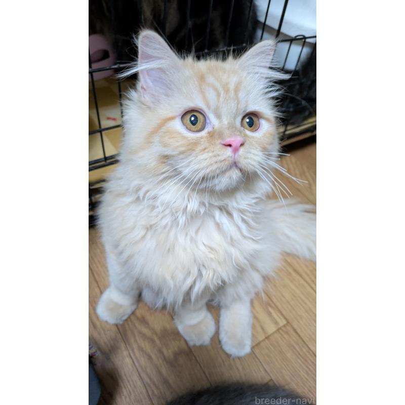 販売中の大阪府のミヌエット-120053の19枚目