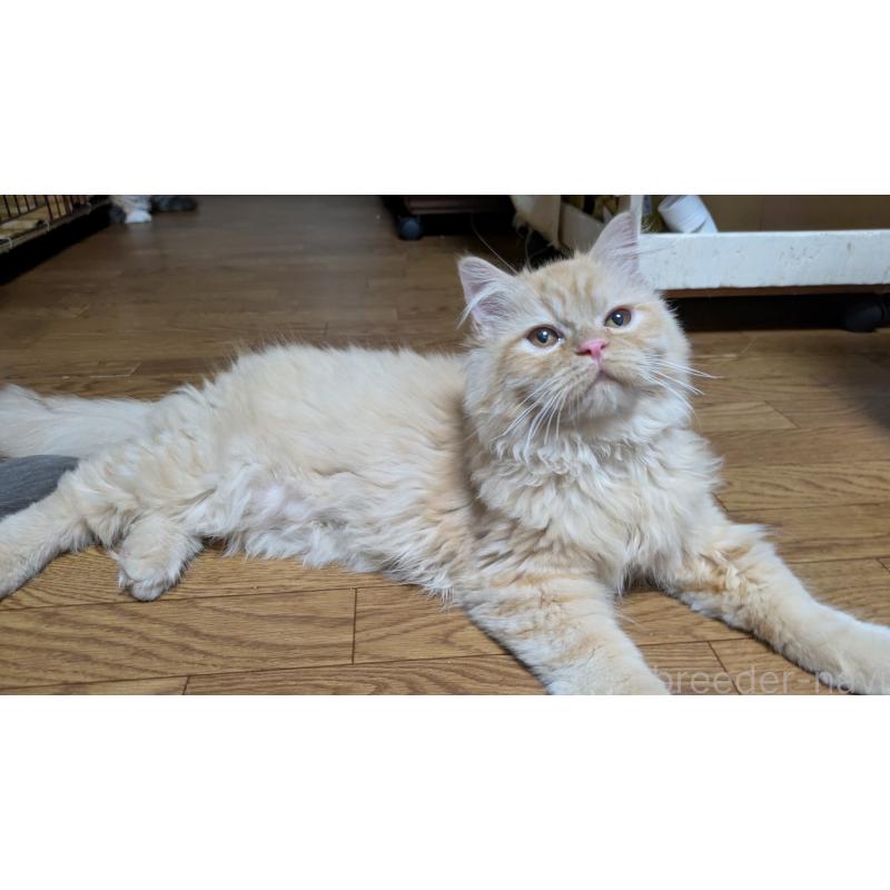 販売中の大阪府のミヌエット-120053の18枚目