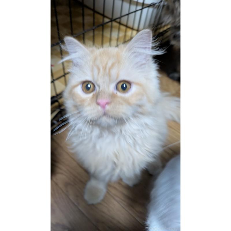 販売中の大阪府のミヌエット-120053の17枚目