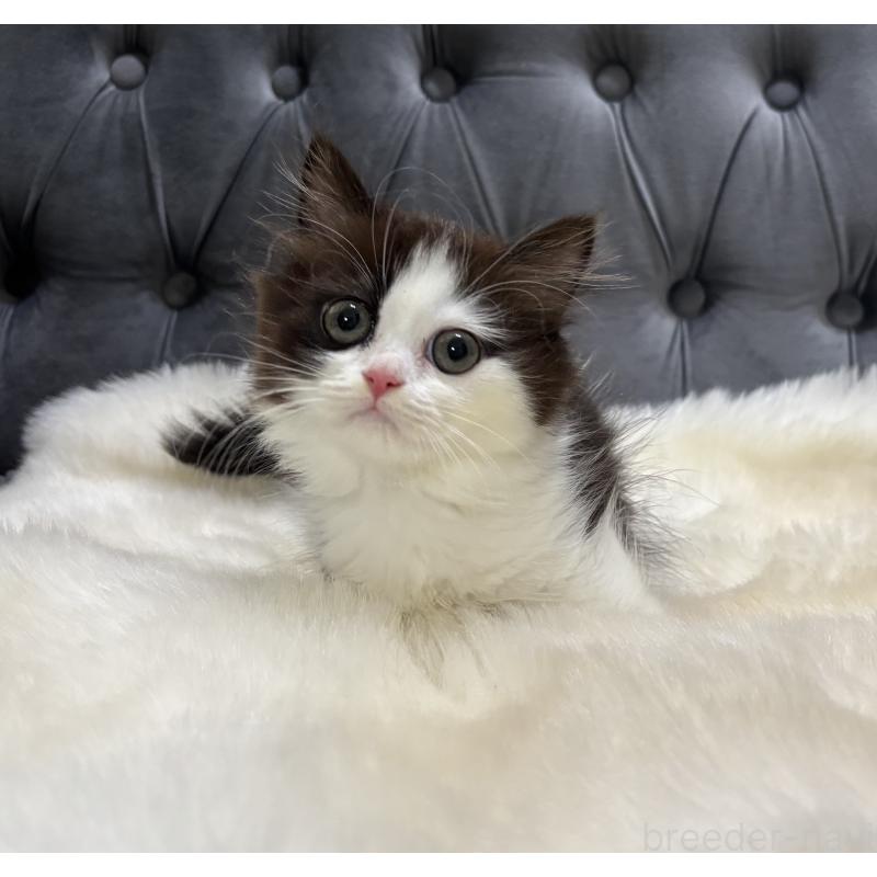 成約済の鹿児島県のミヌエット(短足)-123352の6枚目