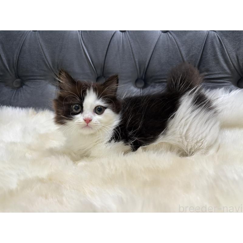 成約済の鹿児島県のミヌエット(短足)-123352の5枚目