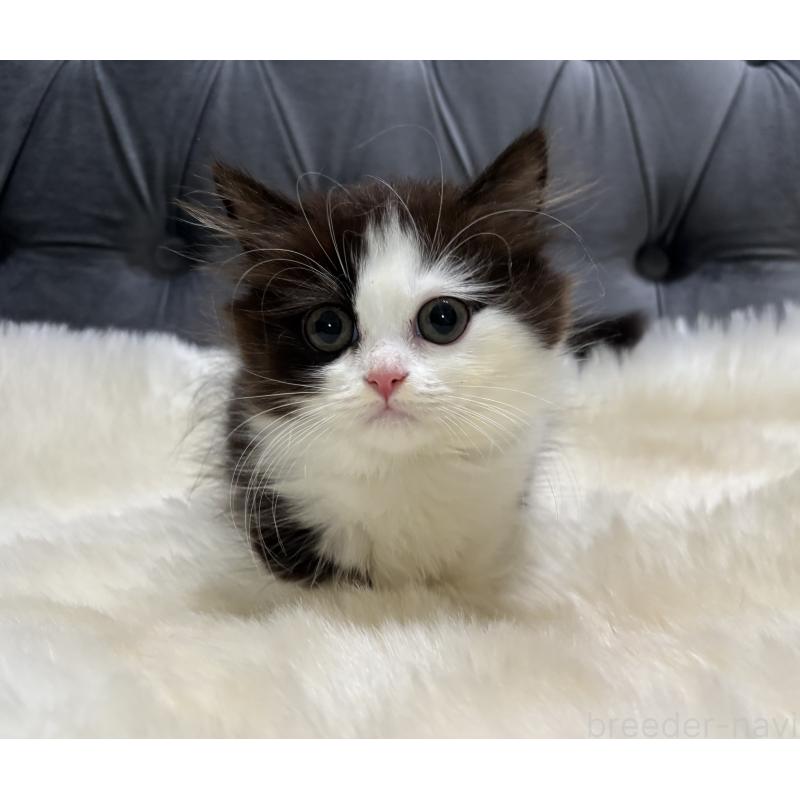 成約済の鹿児島県のミヌエット(短足)-123352の4枚目