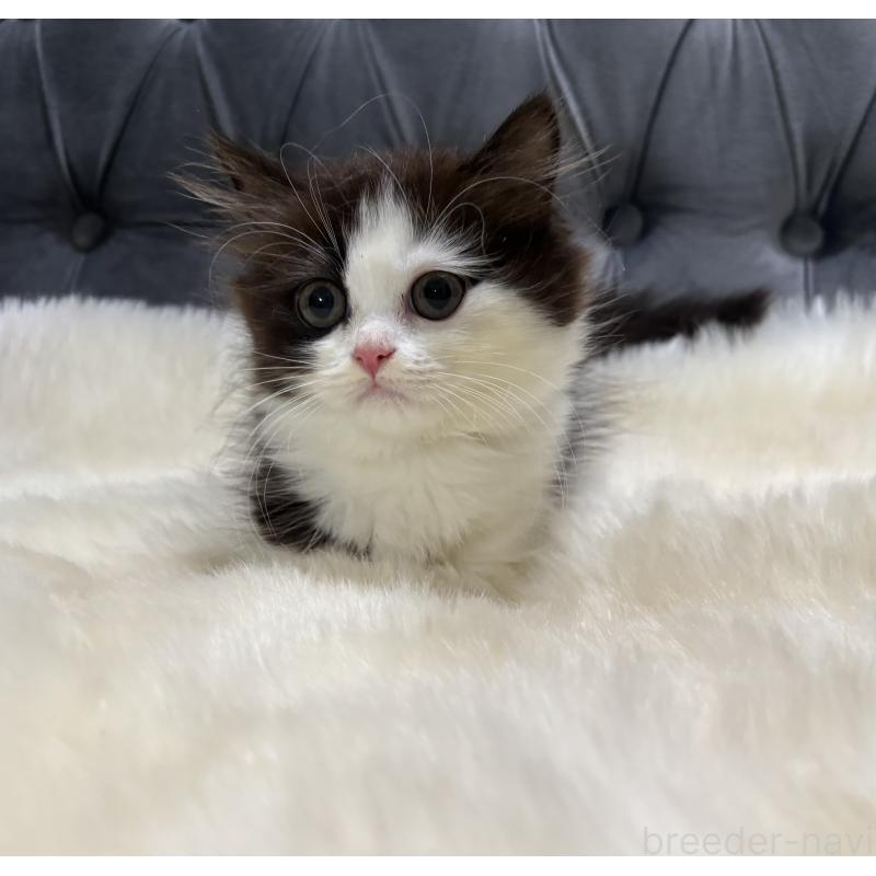 成約済の鹿児島県のミヌエット(短足)-123352の3枚目