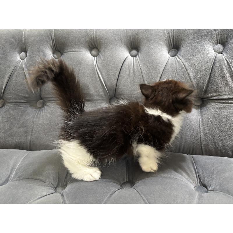 成約済の鹿児島県のミヌエット(短足)-123352の2枚目