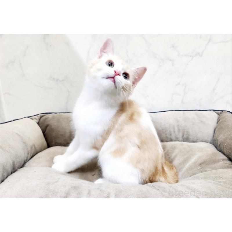 販売中の北海道のスコティッシュフォールド-123385の10枚目