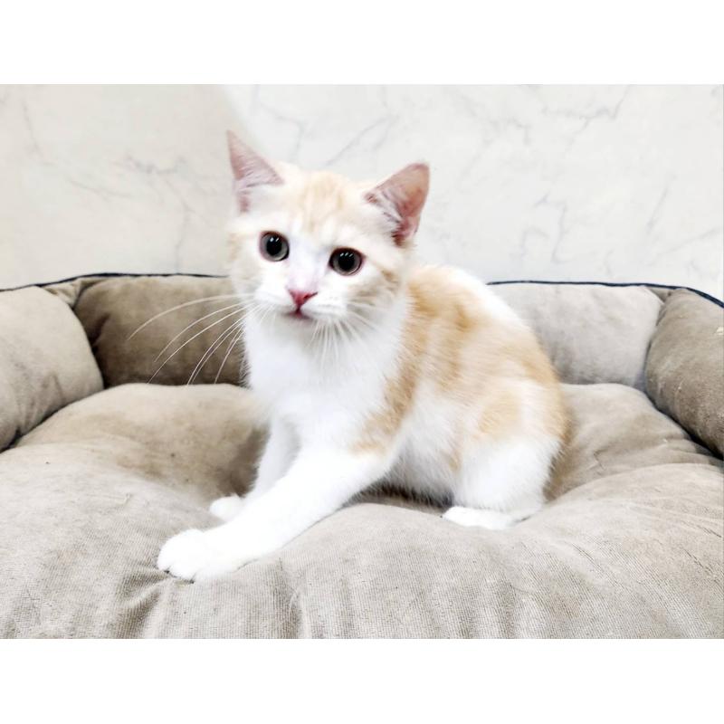 販売中の北海道のスコティッシュフォールド-123385の9枚目