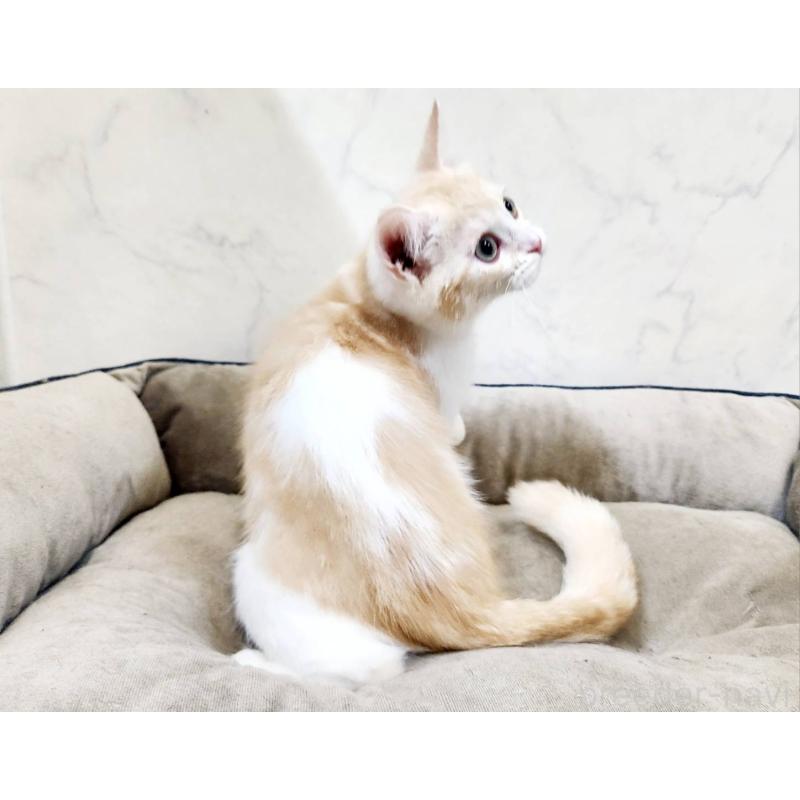 販売中の北海道のスコティッシュフォールド-123385の8枚目