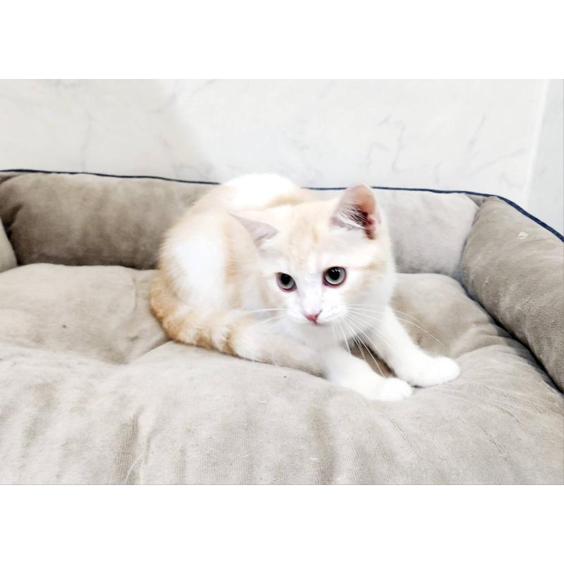 販売中の北海道のスコティッシュフォールド-123385の7枚目