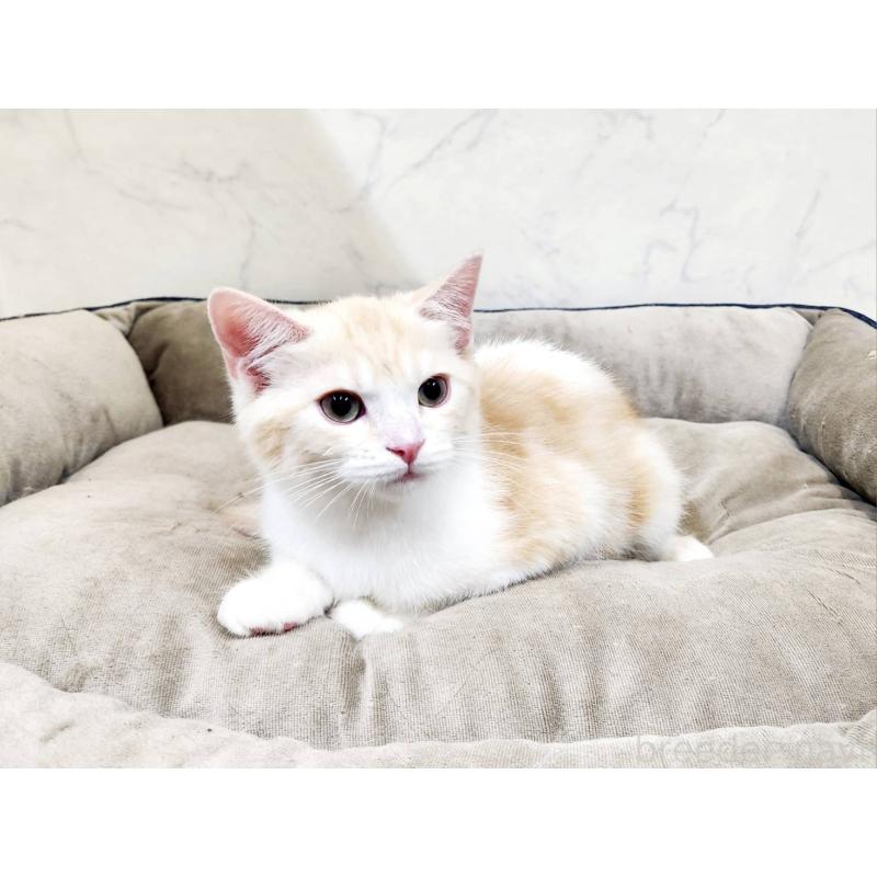 販売中の北海道のスコティッシュフォールド-123385の6枚目