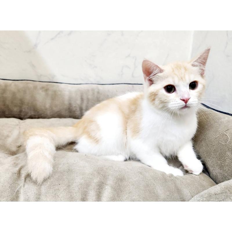 販売中の北海道のスコティッシュフォールド-123385の5枚目