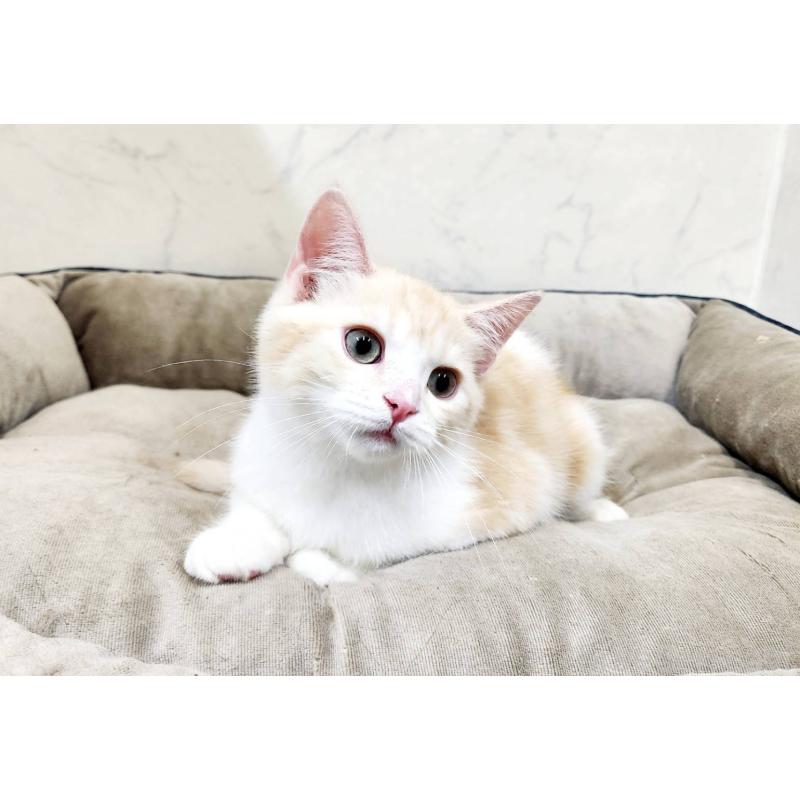 販売中の北海道のスコティッシュフォールド-123385の4枚目