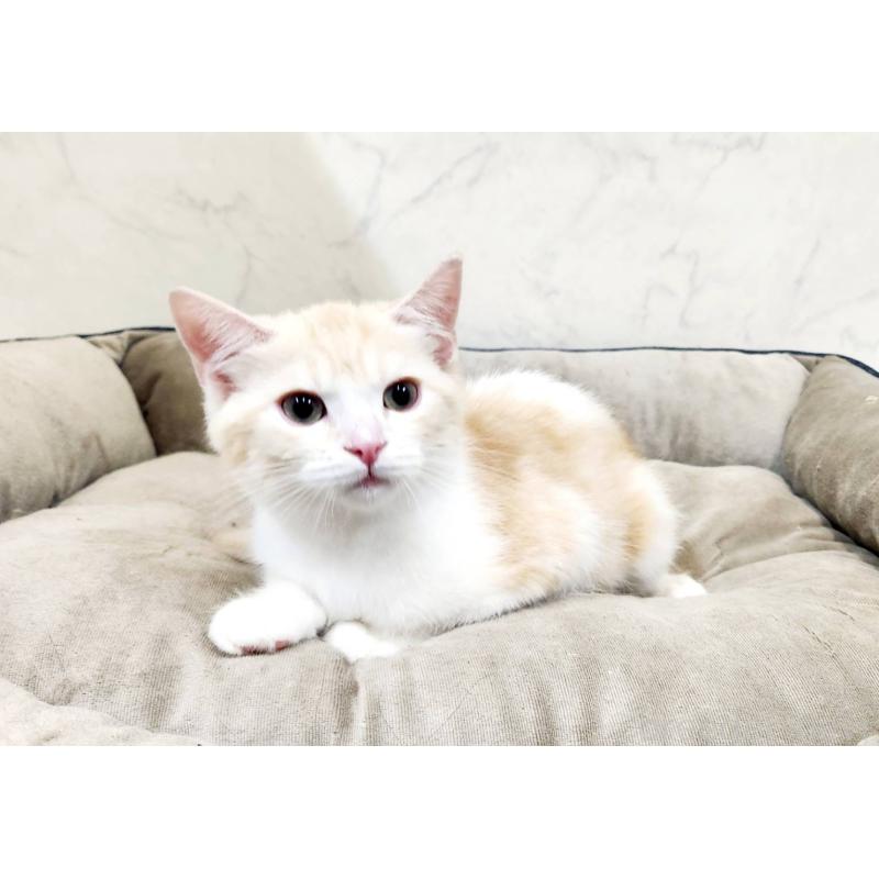 販売中の北海道のスコティッシュフォールド-123385の3枚目