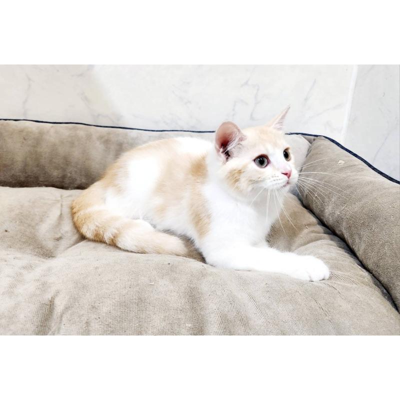 販売中の北海道のスコティッシュフォールド-123385の2枚目