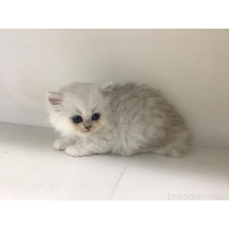 販売中の山形県のペルシャ(チンチラ)-127391の5枚目