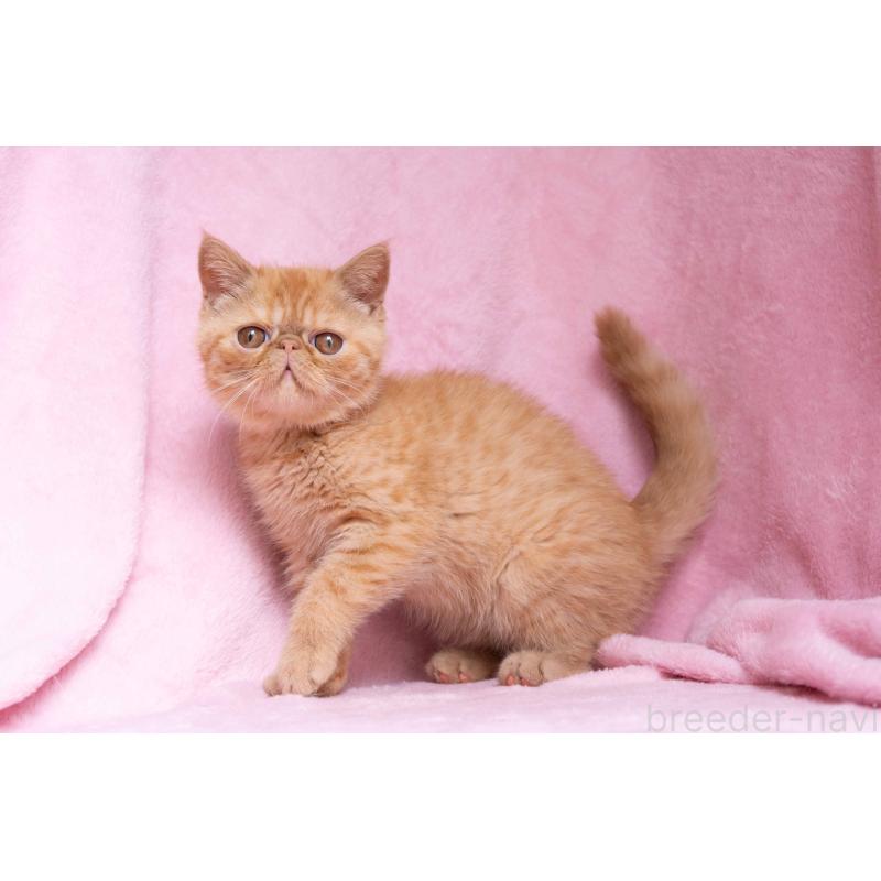 販売中の東京都のエキゾチックショートヘア-123466の25枚目