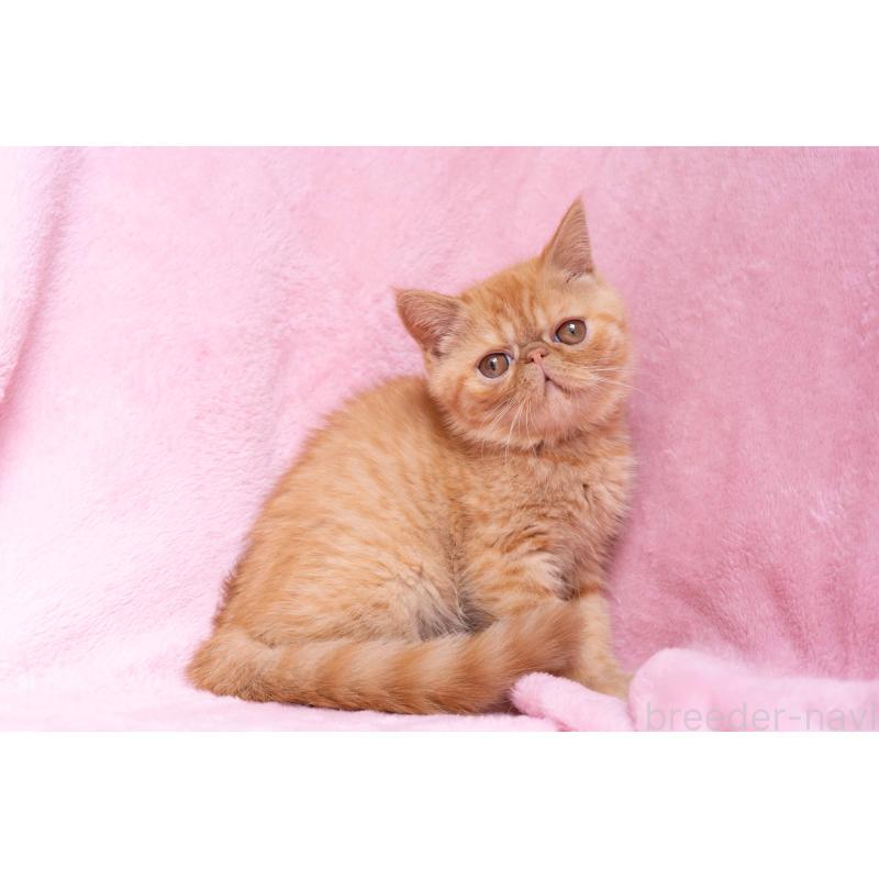 販売中の東京都のエキゾチックショートヘア-123466の24枚目