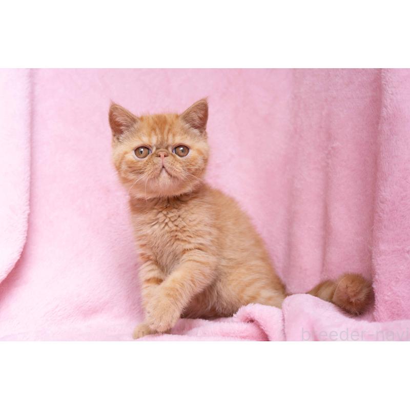 販売中の東京都のエキゾチックショートヘア-123466の23枚目