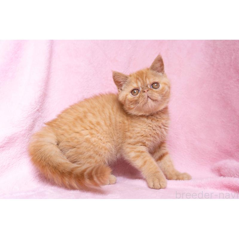 販売中の東京都のエキゾチックショートヘア-123466の22枚目