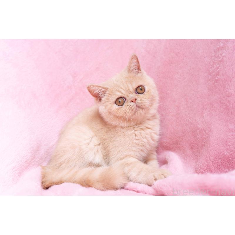 商談中の東京都のエキゾチックショートヘア-123467の20枚目