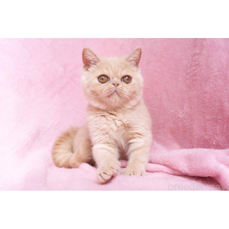 商談中の東京都のエキゾチックショートヘア-123467の19枚目