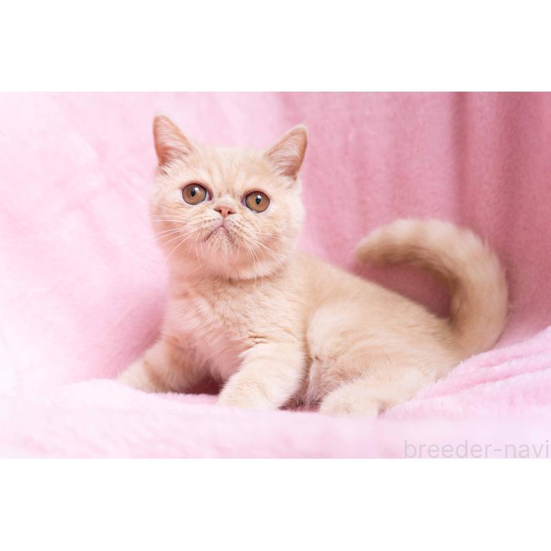 商談中の東京都のエキゾチックショートヘア-123467の18枚目