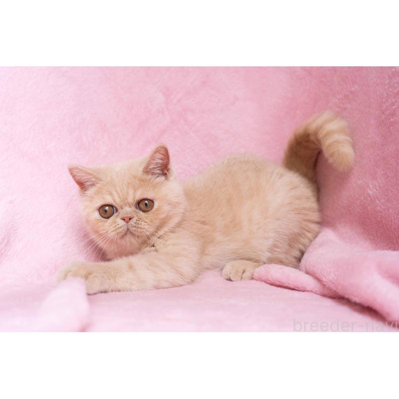 商談中の東京都のエキゾチックショートヘア-123467の17枚目