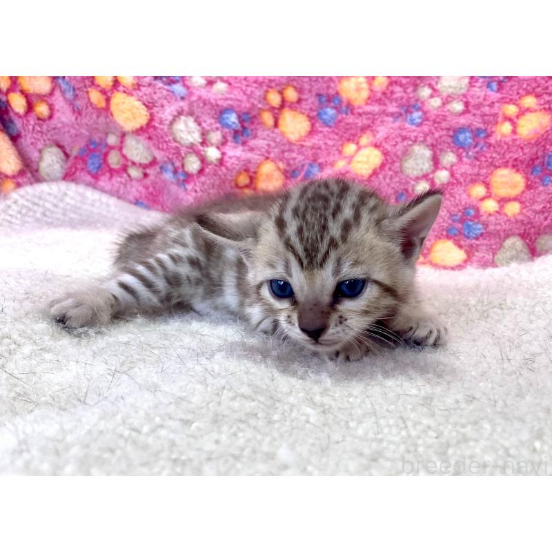 販売中の静岡県のベンガル-127401の1枚目