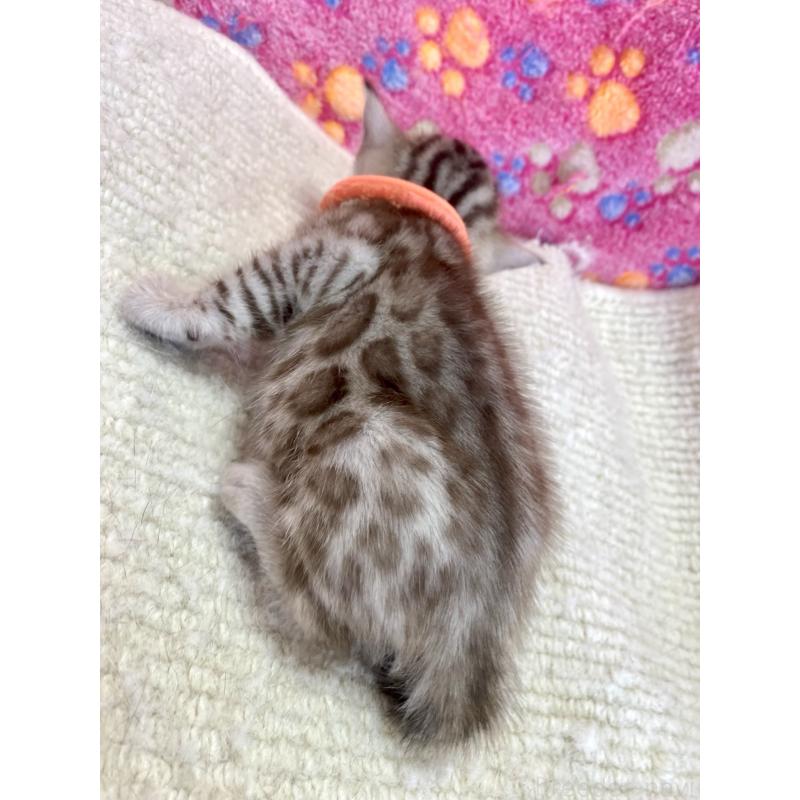 販売中の静岡県のベンガル-127401の3枚目