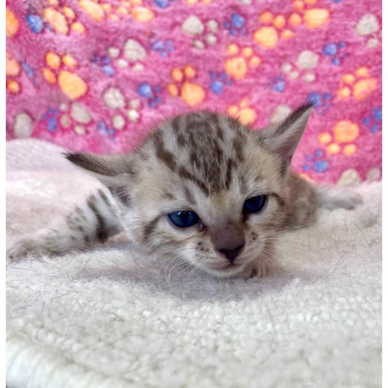 販売中の静岡県のベンガル-127401の2枚目