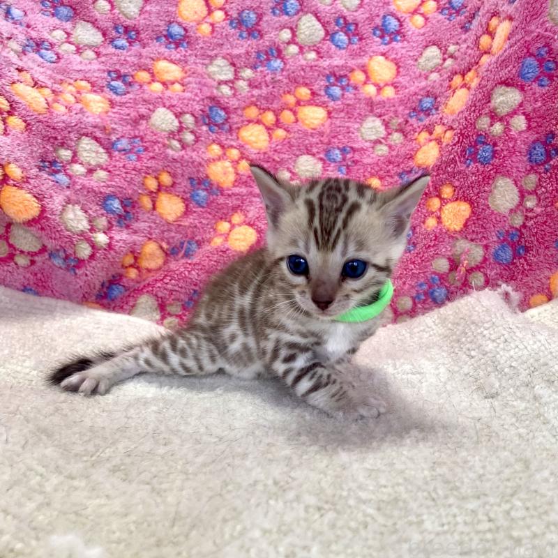 販売中の静岡県のベンガル-127402の5枚目