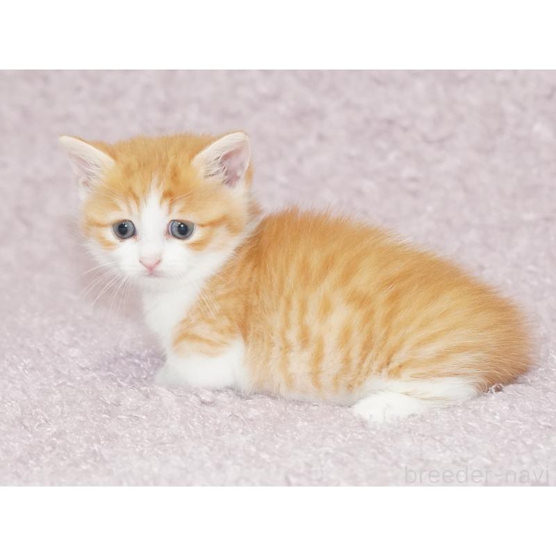 販売中の東京都のマンチカン(短足)-126781の13枚目