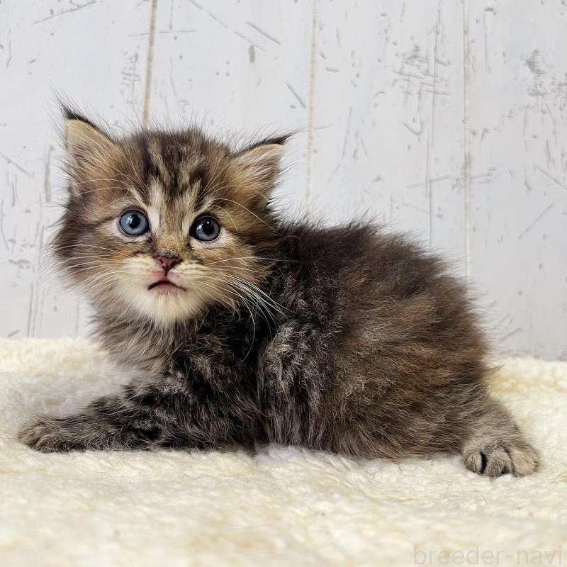販売中の千葉県のラガマフィン-127403の2枚目